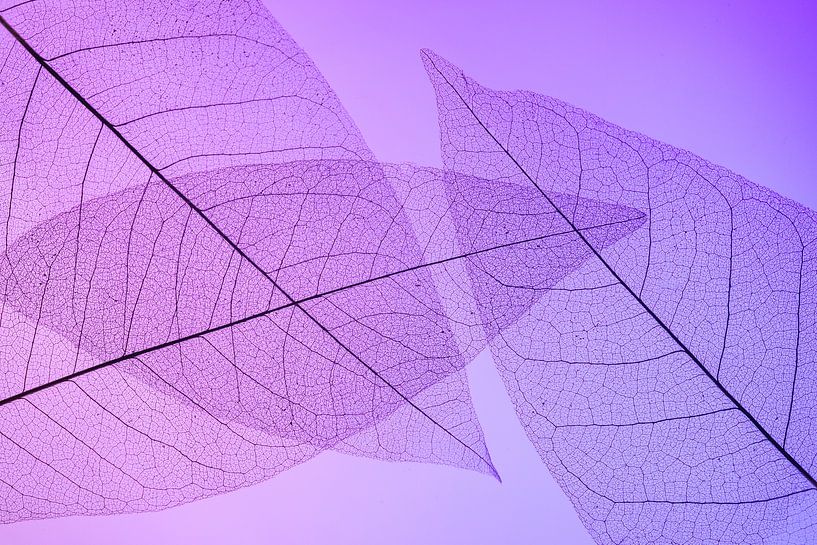 Kleurrijke skeletbladeren van Karin Tebes