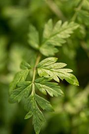 botanical photograph of a fern by Karijn | Fine art Natuur en Reis Fotografie