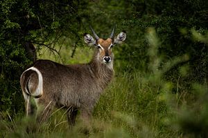 Wasserbock in Südafrika von Paula Romein