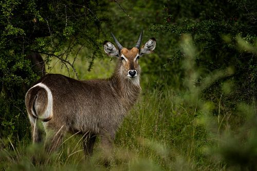 Waterbuck en Afrique du Sud