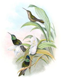 Die Rivoli, John Gould von Hummingbirds