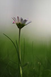 Madeliefje von Cecile Schimmel