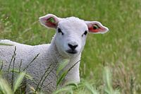 Lamm im hohen Gras.