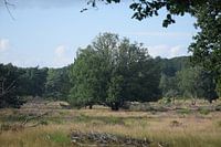 boom in het heideveld