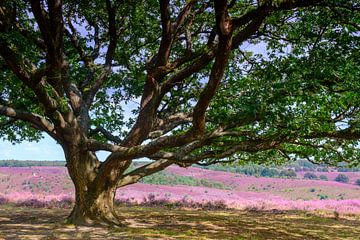Blooming heather hills at the Posbank in National Park Veluwezoom by Sjoerd van der Wal Photography
