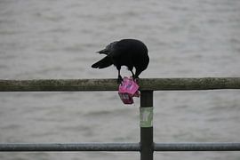 Rabe im Hafen von Patriks junger Blick