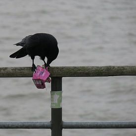 Rabe im Hafen von Patriks junger Blick