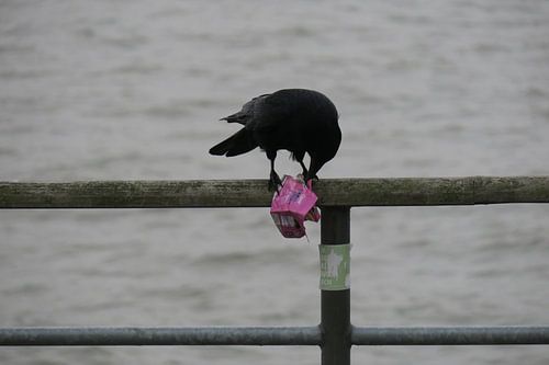 Rabe im Hafen