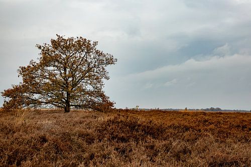 Eenzame boom op de heide