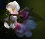 Apple Blossom by Michael Krawietz thumbnail