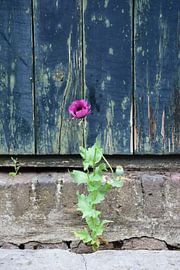 Poppy near an old door