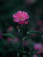 Blume