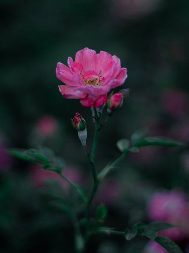 Fleurs sur Rianne Jacobs