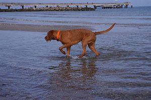 Wasserspiele an der Ostsee mit einem Magyar Vizsla.