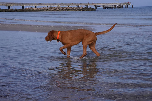 Waterspelletjes aan de Baltische Zee met een Magyar Vizsla.