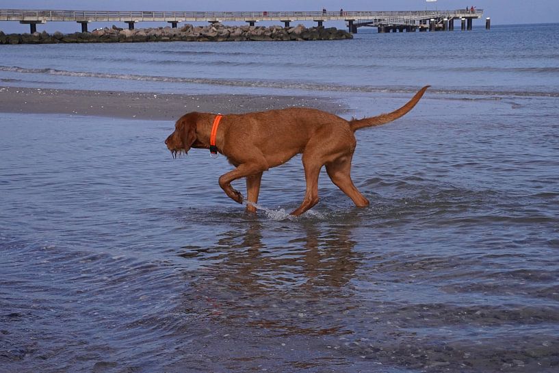Water games at the Baltic Sea with a Magyar Vizsla. by Babetts Bildergalerie