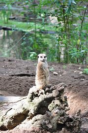 stokstaartje meerkat