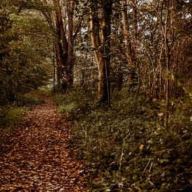 Wald im Hoeksche Waard von Suzanne Fotografie