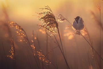 Reed bunting in the reeds by natascha verbij