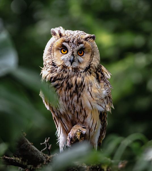 Waldohreule von De Wonderlijke wereld van Wout