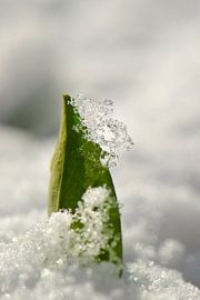 Blatt von Jeroen van Gent