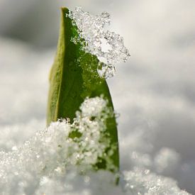 Feuille sur Jeroen van Gent