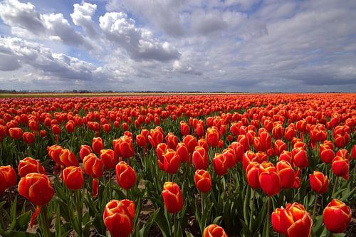 Tulpen veld in de Noordoost Polder