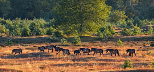 Wild horses on the Aekingerzand