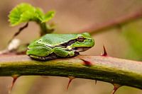 Tree frog