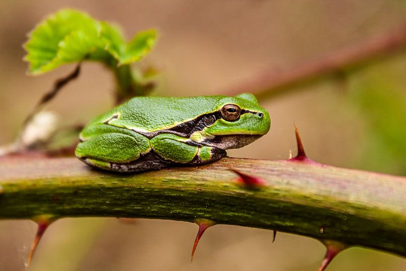 Tree frog by Arnoud van der Aart