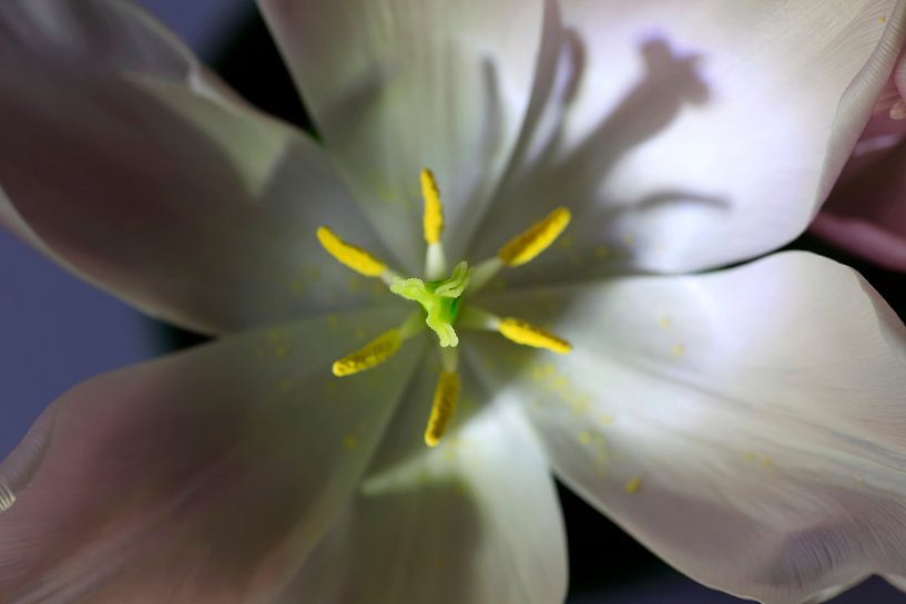 Tulpe von Thomas Jäger