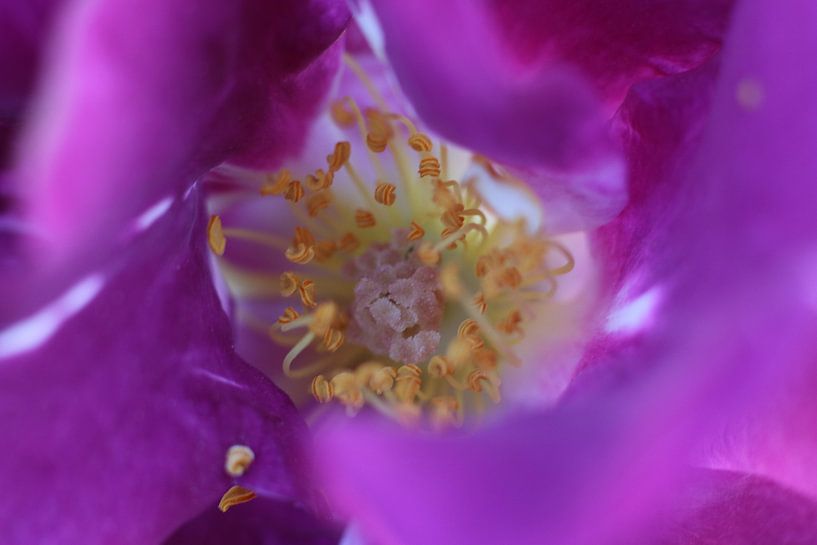 Makro-Rose von Geert Naessens