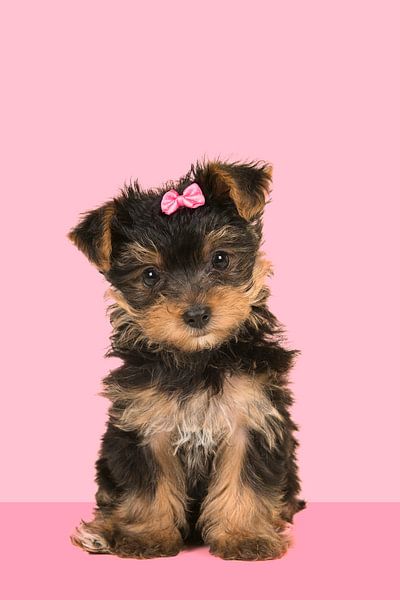 Yorkshire-Terrier-Welpe in rosa von Elles Rijsdijk