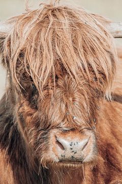 Schotse Hooglander close-up | Kleur | Bruin, goud van Wandeldingen