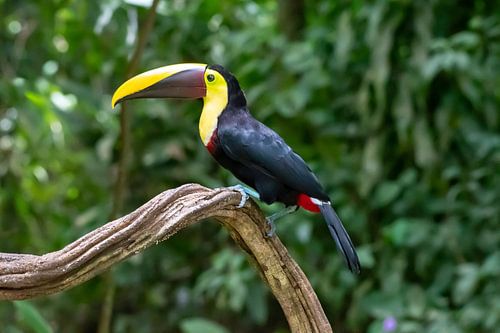 Toucan Costa Rica