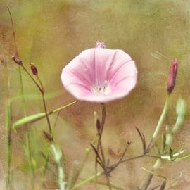 Mallow by Rosina Schneider