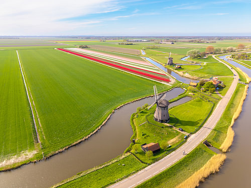 Tulpenbänder entlang der Windmühlen von Nordholland