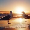 Möwen am Strand bei Sonnenuntergang von Schwarzer Kaffee