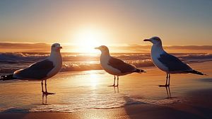 Mouettes sur la plage au coucher du soleil