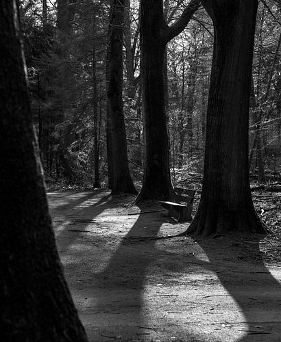 Der Frühling im Park