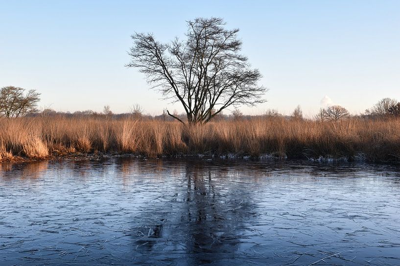 Ice on the peat by Mareille Everts
