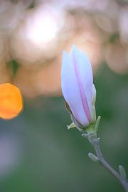 Jardin (VIII)