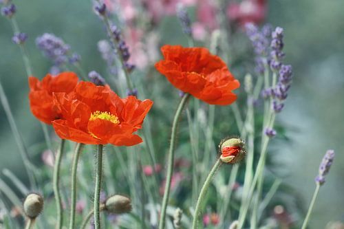 Poppies by Violetta Honkisz