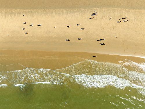 Vagues frappant la plage sur le littoral de la mer du Nord en Hollande septentrionale