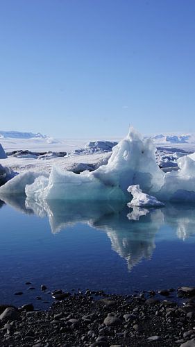 Icebear at Jökulsárlón ?