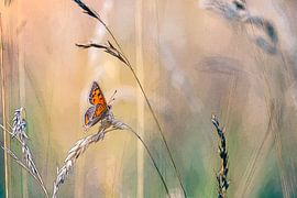 Kleine Feuermotte im Gras von Mark Scheper