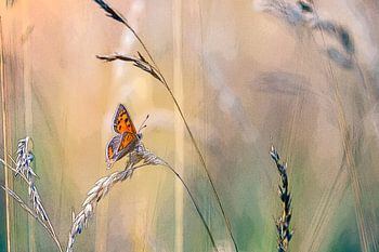 Kleine Feuermotte im Gras