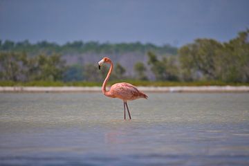 Lonely elegance by Joran Quinten