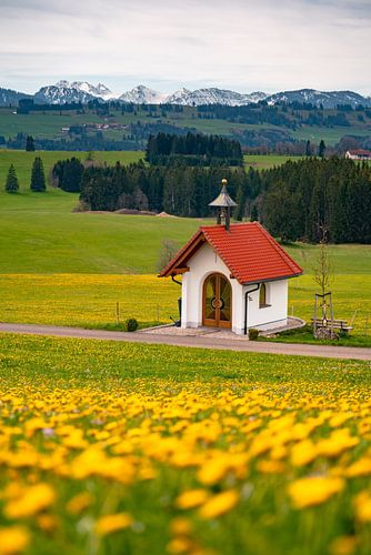Frühlingshafter Blick im Allgäu mit Löwenzahn von Leo Schindzielorz