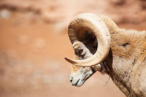 Schäferhund im Bearizona Wildlife Park